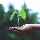 A person holding a young plant in soil against a blurred green background