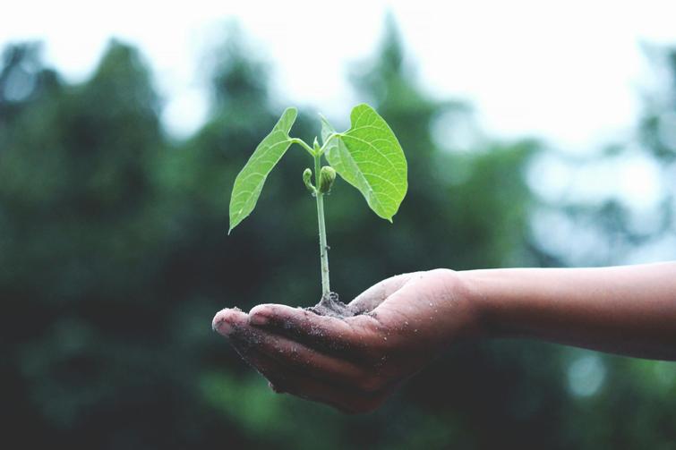 A person holding a young plant in soil against a blurred green background